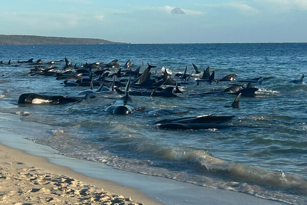 29-pilot-whales-die-after-mass-stranding-on-australian-beach